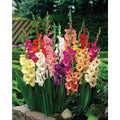 Van Zyverden Gladiolus Large Flowering Stars and Stripes Mixed Set of 35 Bulbs - Product image 1